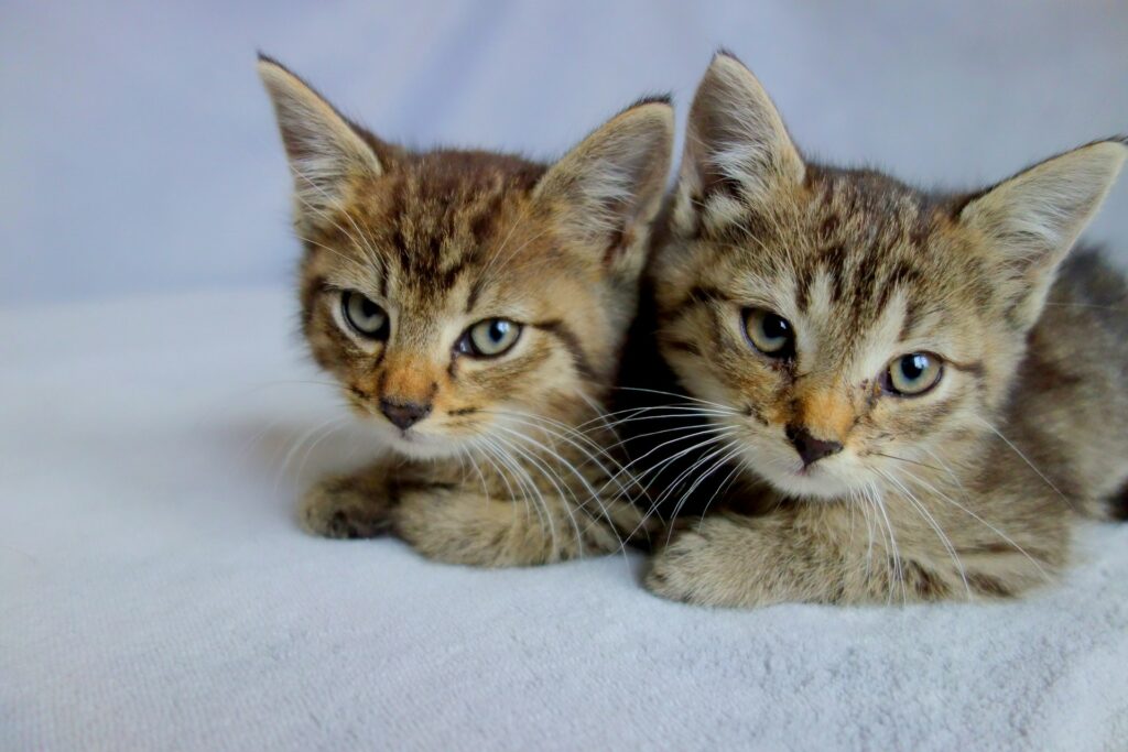 Katzenversicherung für mehrere Katzen