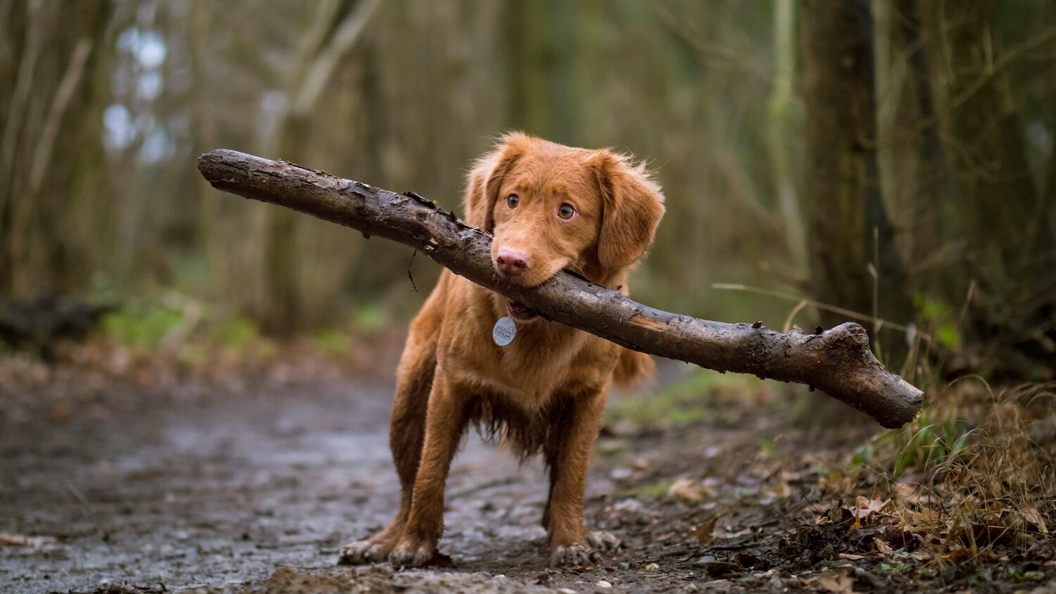 Hundehaftpflichtversicherung